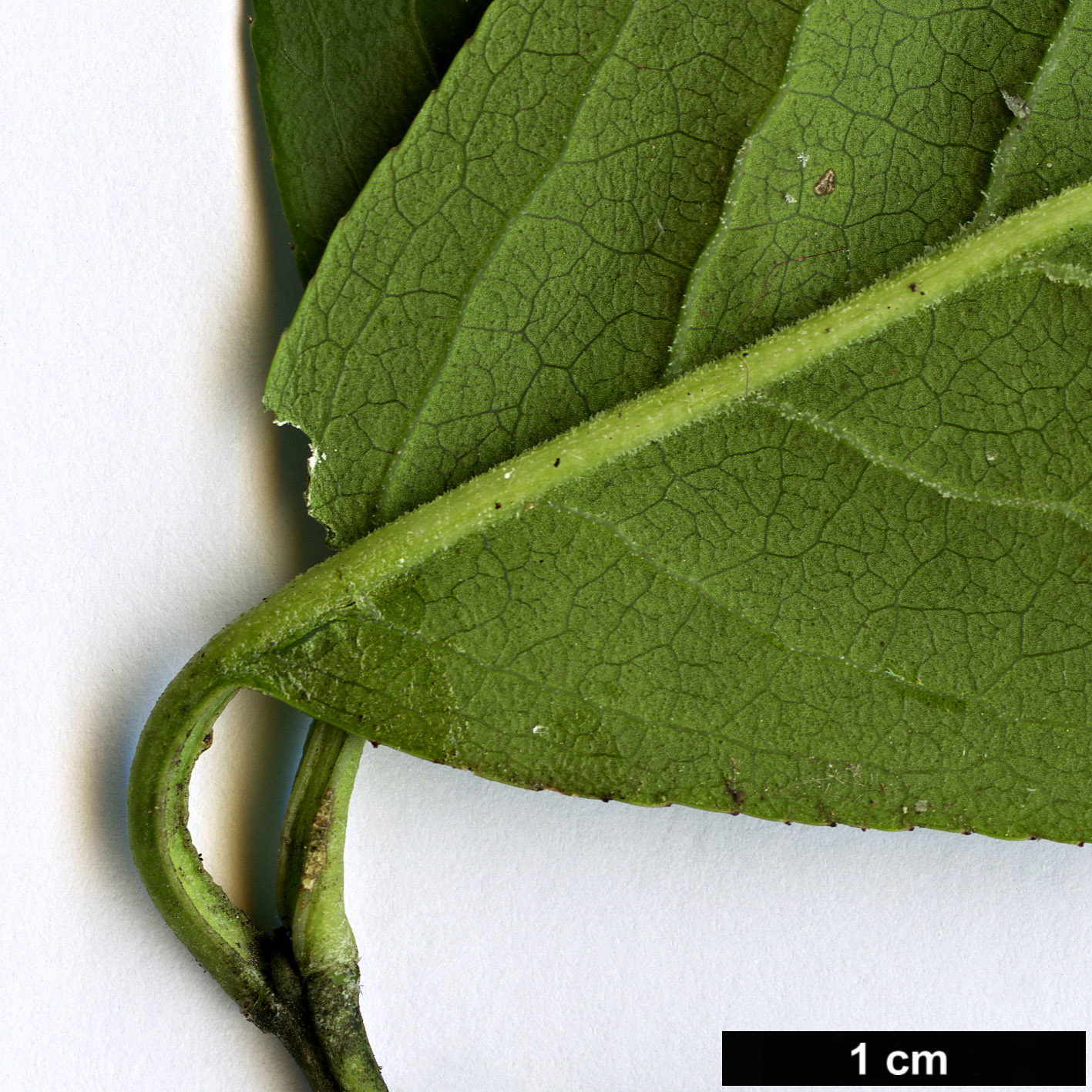 High resolution image: Family: Celastraceae - Genus: Euonymus - Taxon: hamiltonianus - SpeciesSub: var. lanceifolius